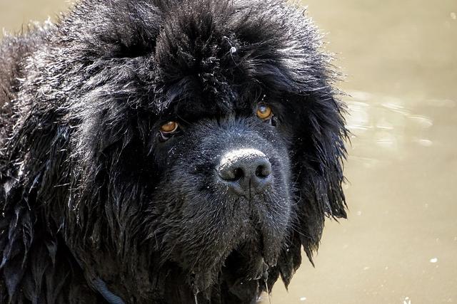 纽芬兰犬图片大全