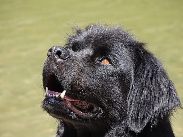 纽芬兰犬图片大全