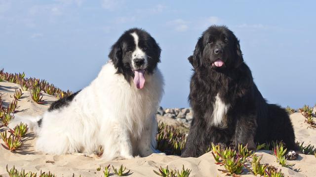 纽芬兰犬图片大全