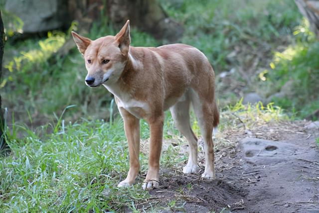 萨路基猎犬多少钱一只