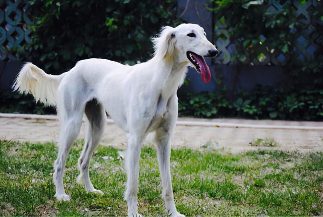 萨路基猎犬多少钱一只