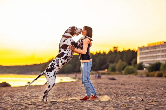 大型犬排名前十名