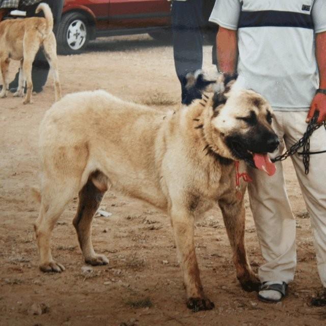 大型犬排名前十名