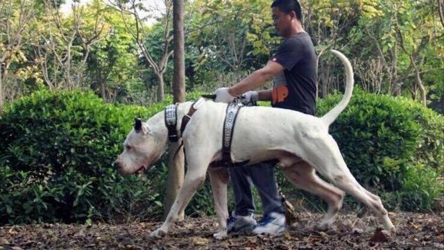 大型犬排名前十名