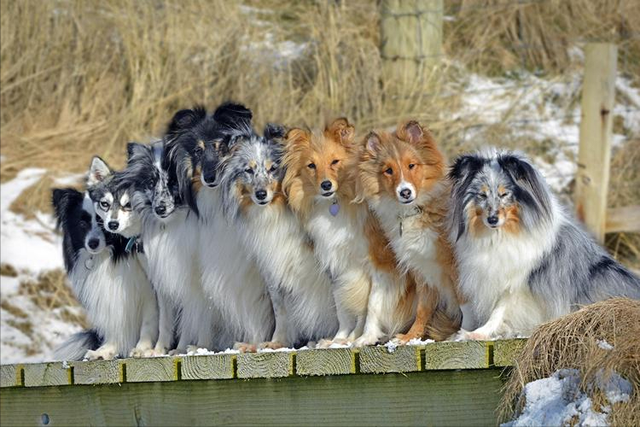 苏格兰牧羊犬多少钱一只纯种