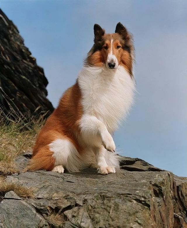 苏格兰牧羊犬多少钱一只纯种