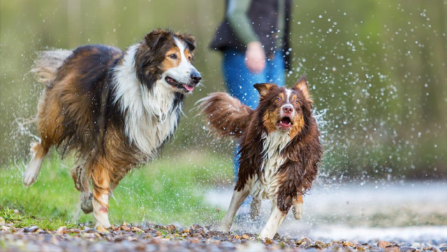 苏格兰牧羊犬多少钱一只纯种