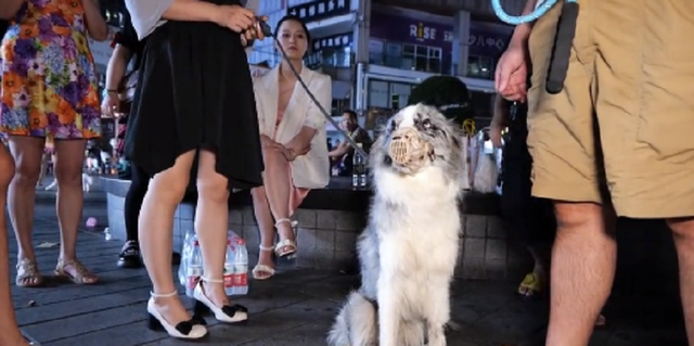 陨石边境牧羊犬价格多少钱一只