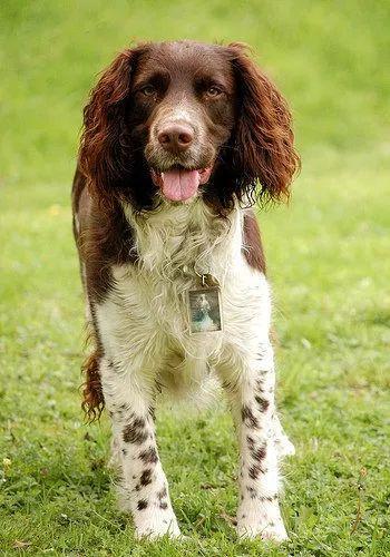 英国跳猎犬价格