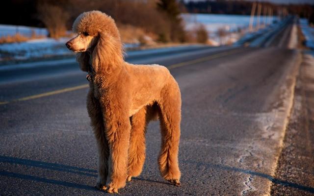 戈登雪达犬图片