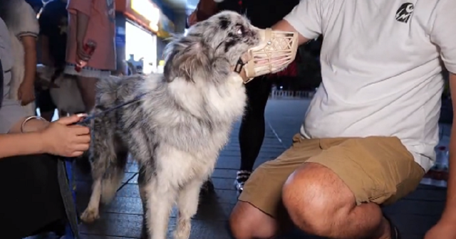 陨石边境牧羊犬价格多少钱一只