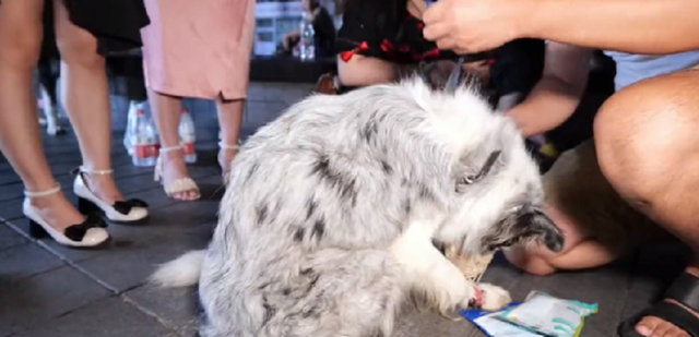 陨石边境牧羊犬价格多少钱一只