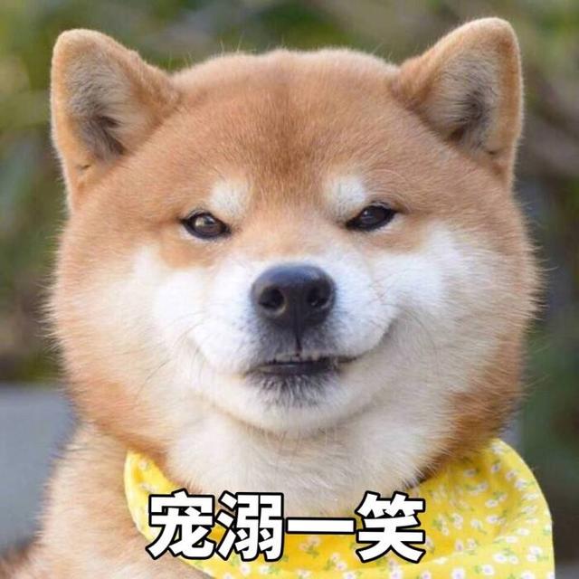 中国昆仑山脉犬价格