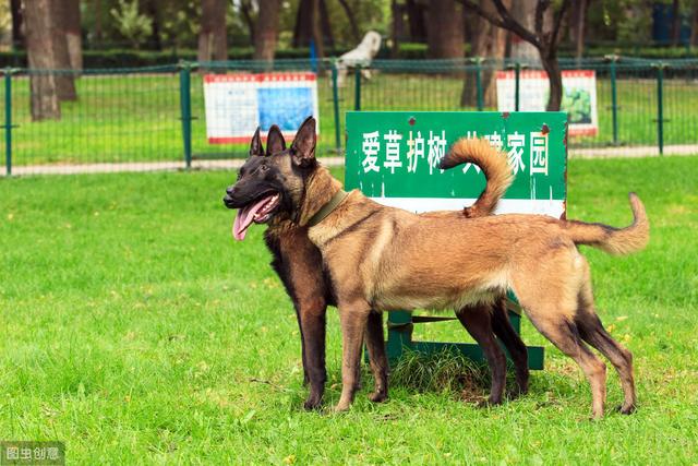 斑点狗好养吗,斑点狗性格特点分析