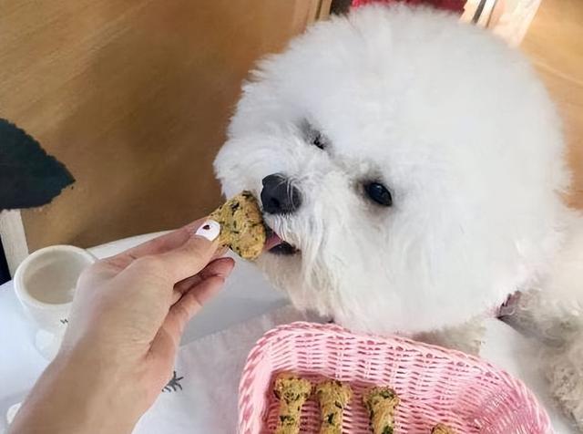 比熊犬吃什么牌子的狗粮好