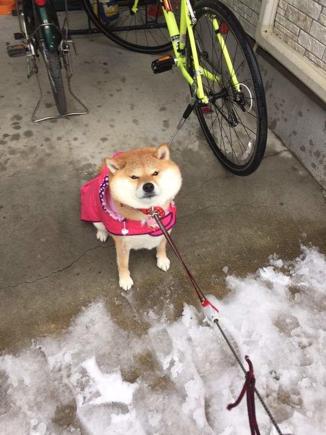 柴犬训练方法