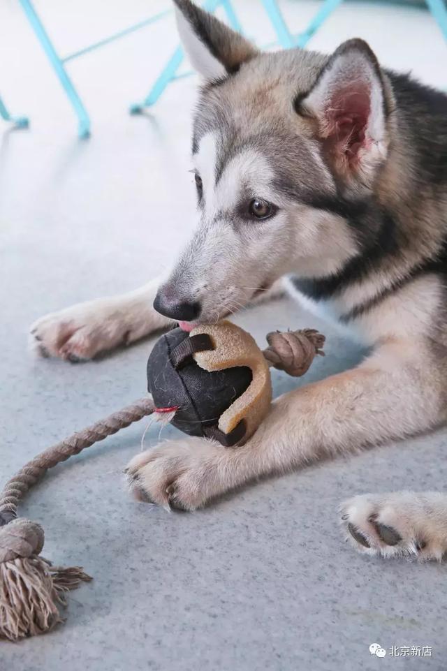 北京哈士奇犬舍