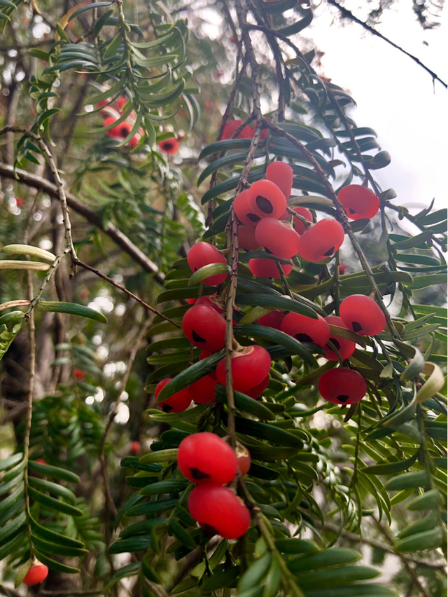 红豆杉种植方法和时间