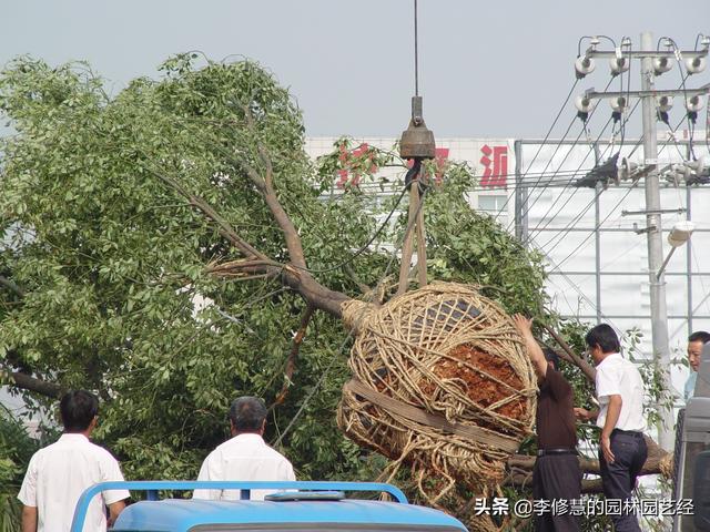 香樟树种植方法和注意事项