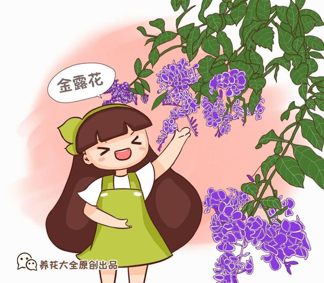 金铃花的养殖方法和注意事项