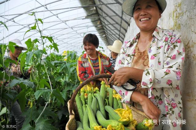 丝瓜种植时间及技术要点