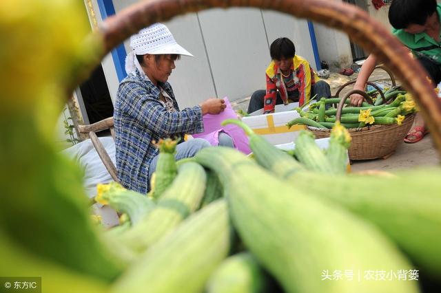 丝瓜种植时间及技术要点