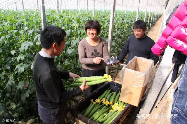 丝瓜种植时间及技术要点