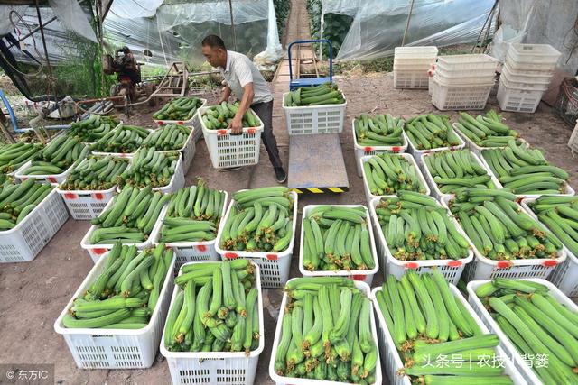 丝瓜种植时间及技术要点