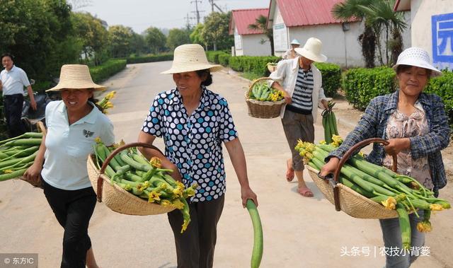 丝瓜种植时间及技术要点