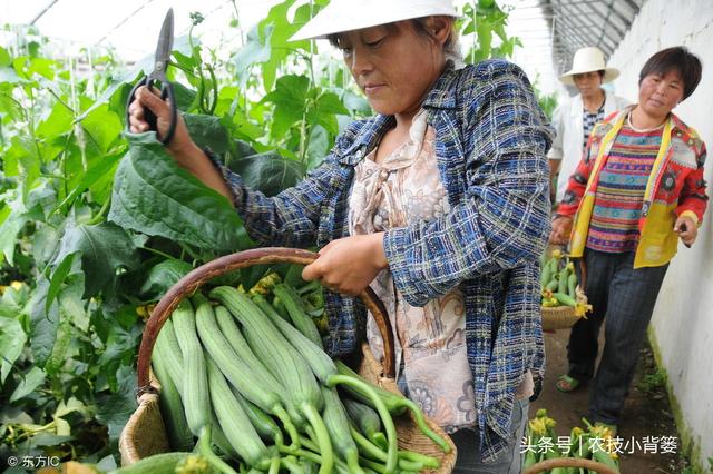 丝瓜种植时间及技术要点