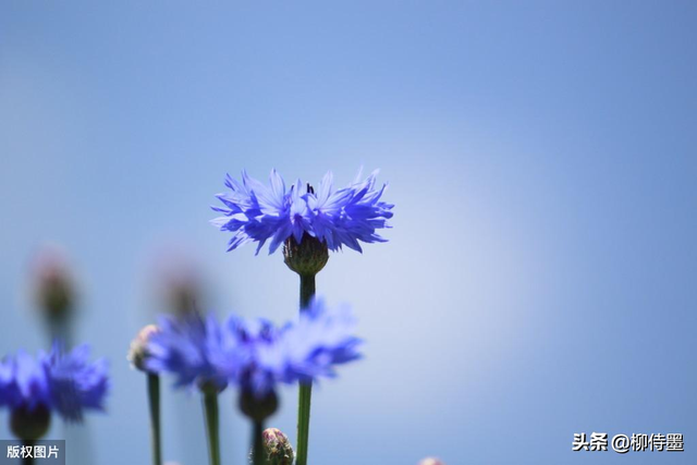 矢车菊的花语是什么?