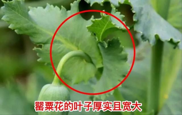 罂粟种植多少棵违法