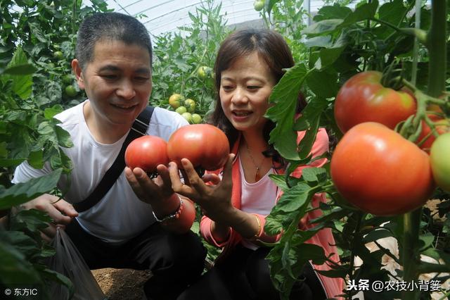 番茄种植方法和时间