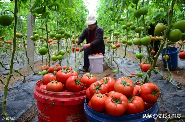 番茄种植方法和时间