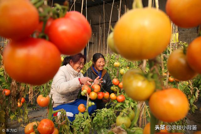 番茄种植方法和时间