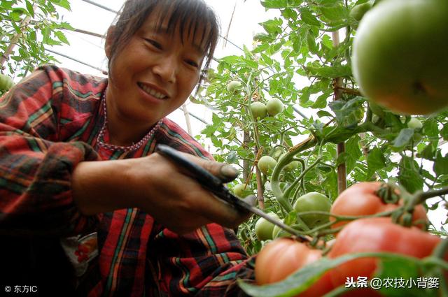 番茄种植方法和时间