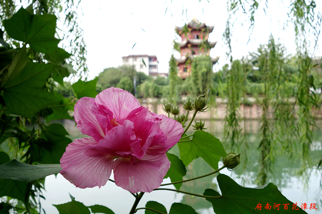 成都市花为什么是芙蓉花