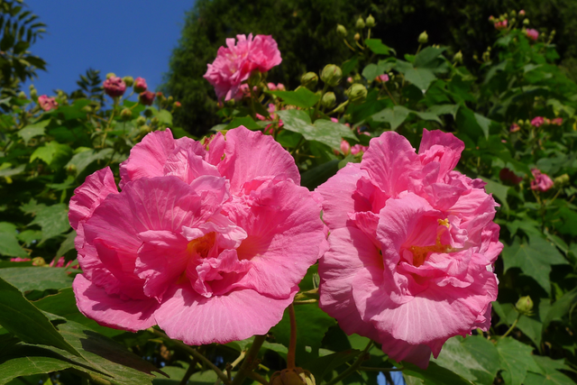 成都市花为什么是芙蓉花