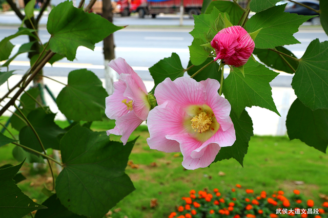 成都市花为什么是芙蓉花