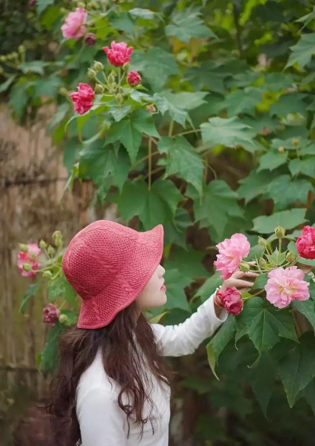 成都市花为什么是芙蓉花