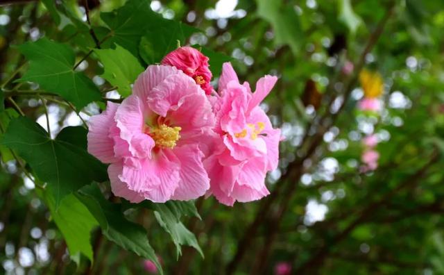 成都市花为什么是芙蓉花