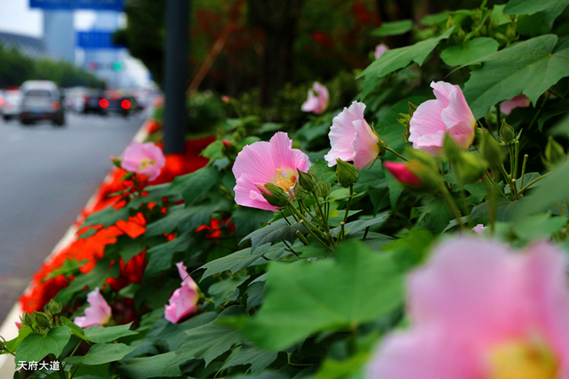 成都市花为什么是芙蓉花