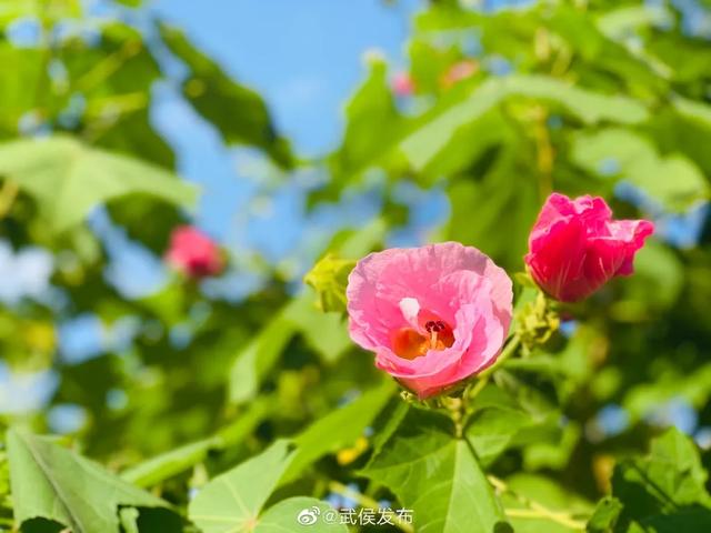 成都市花为什么是芙蓉花