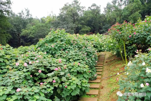 成都市花为什么是芙蓉花