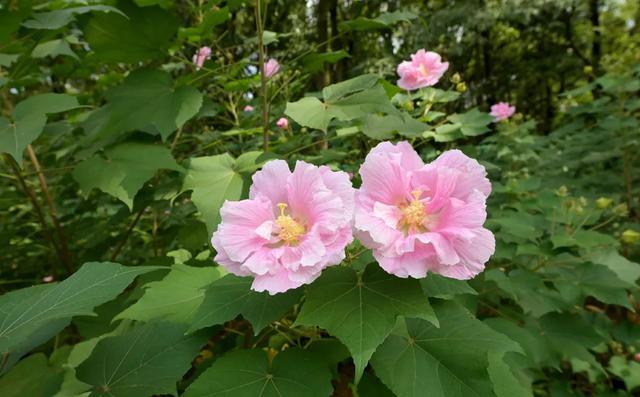 成都市花为什么是芙蓉花