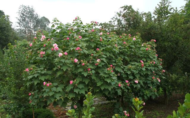 成都市花为什么是芙蓉花