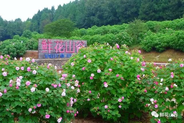 成都市花为什么是芙蓉花