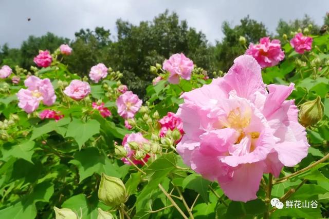 成都市花为什么是芙蓉花