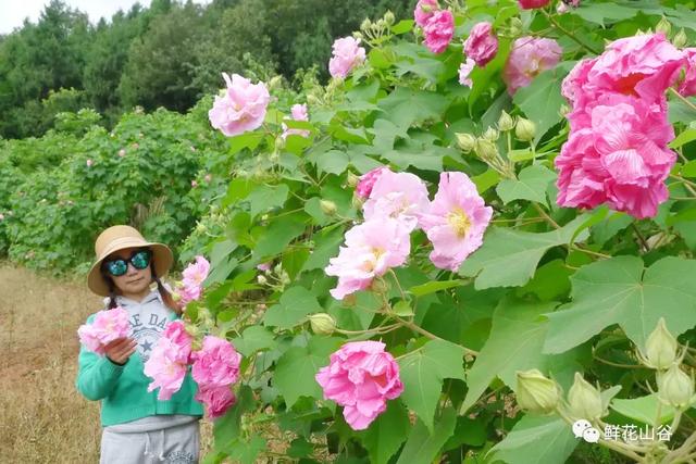 成都市花为什么是芙蓉花