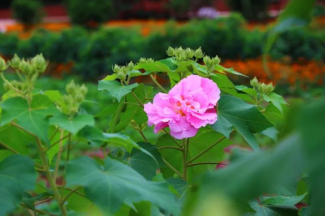 成都市花为什么是芙蓉花